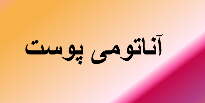 دانلود-پاورپوینت-آناتومی-پوست